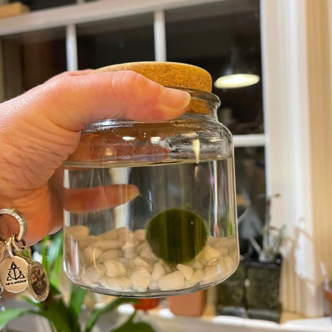 Classic Large Marimo Moss Ball Terrarium