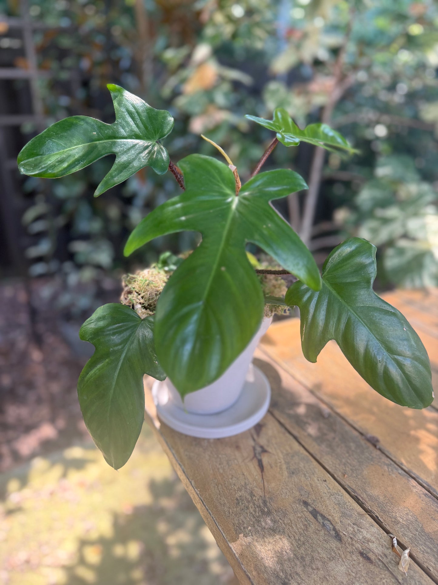 Philodendron Florida Green X Squam (Rare Hybrid)