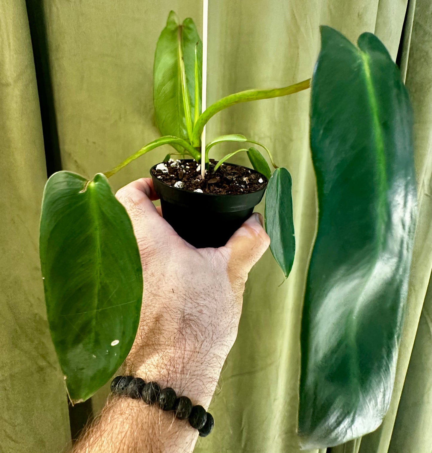 Philodendron Spiritus Sancti