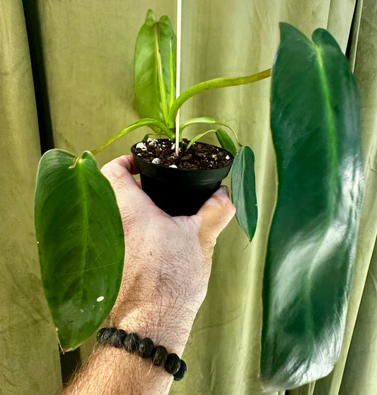Philodendron Spiritus Sancti