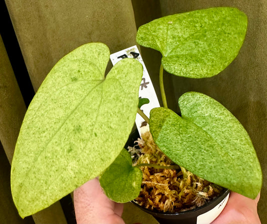 Anthurium Dark Phoenix Mint