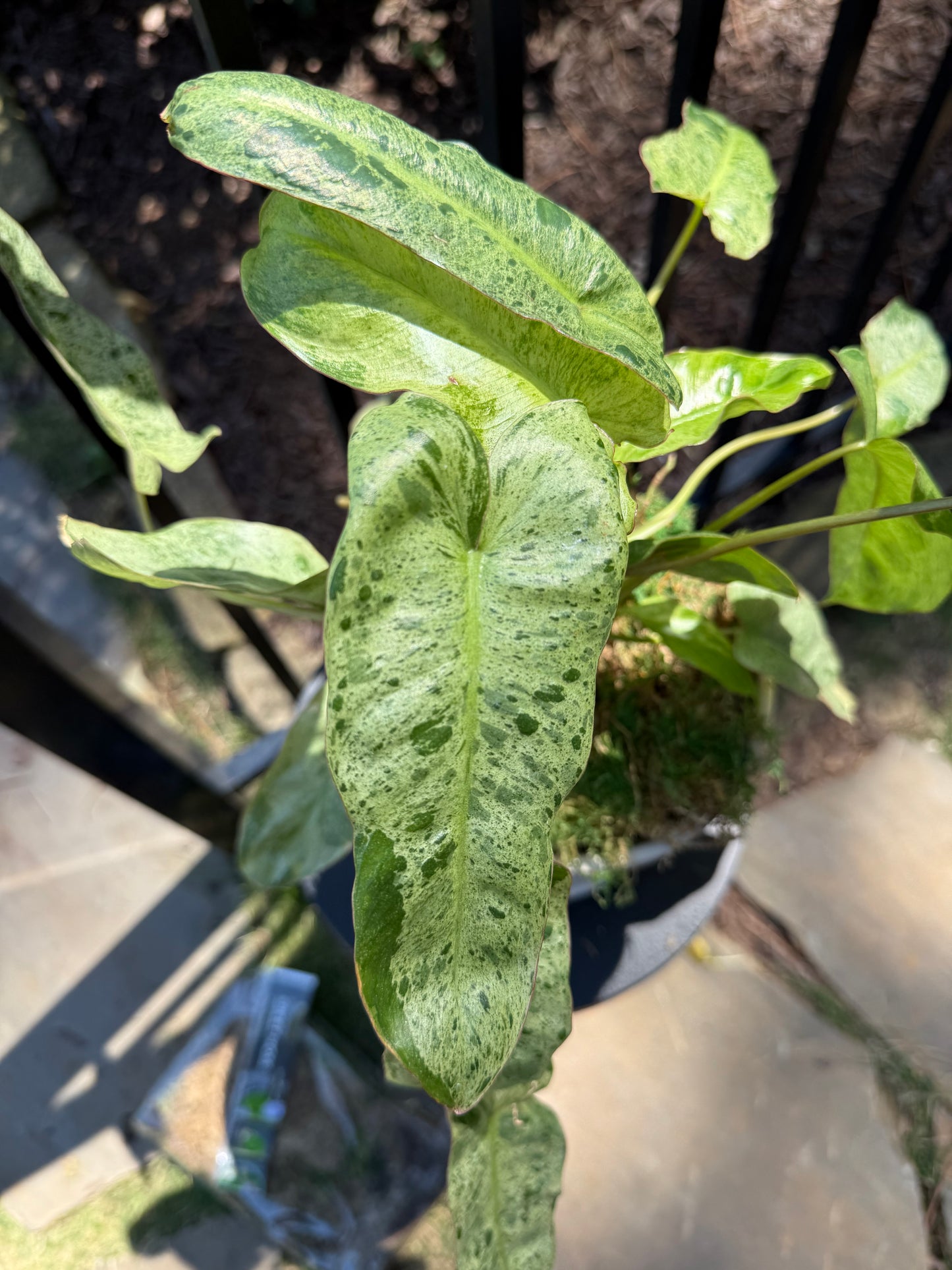 Philodendron Paraiso Verde Variegated on Moss Pole