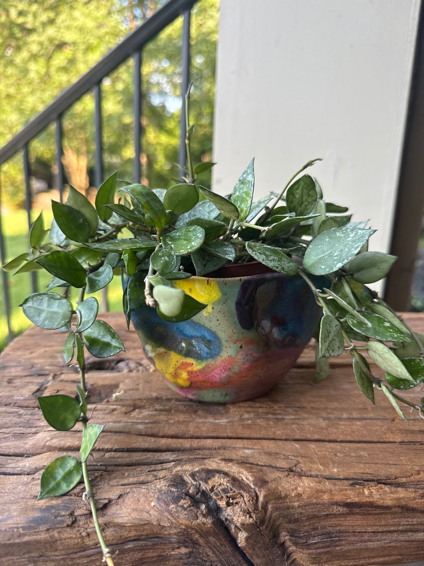 Hoya Krohniana Silver Splash