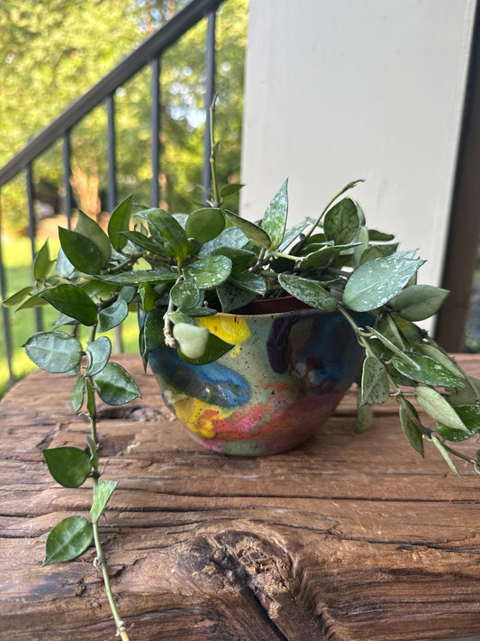 Hoya Krohniana Silver Splash