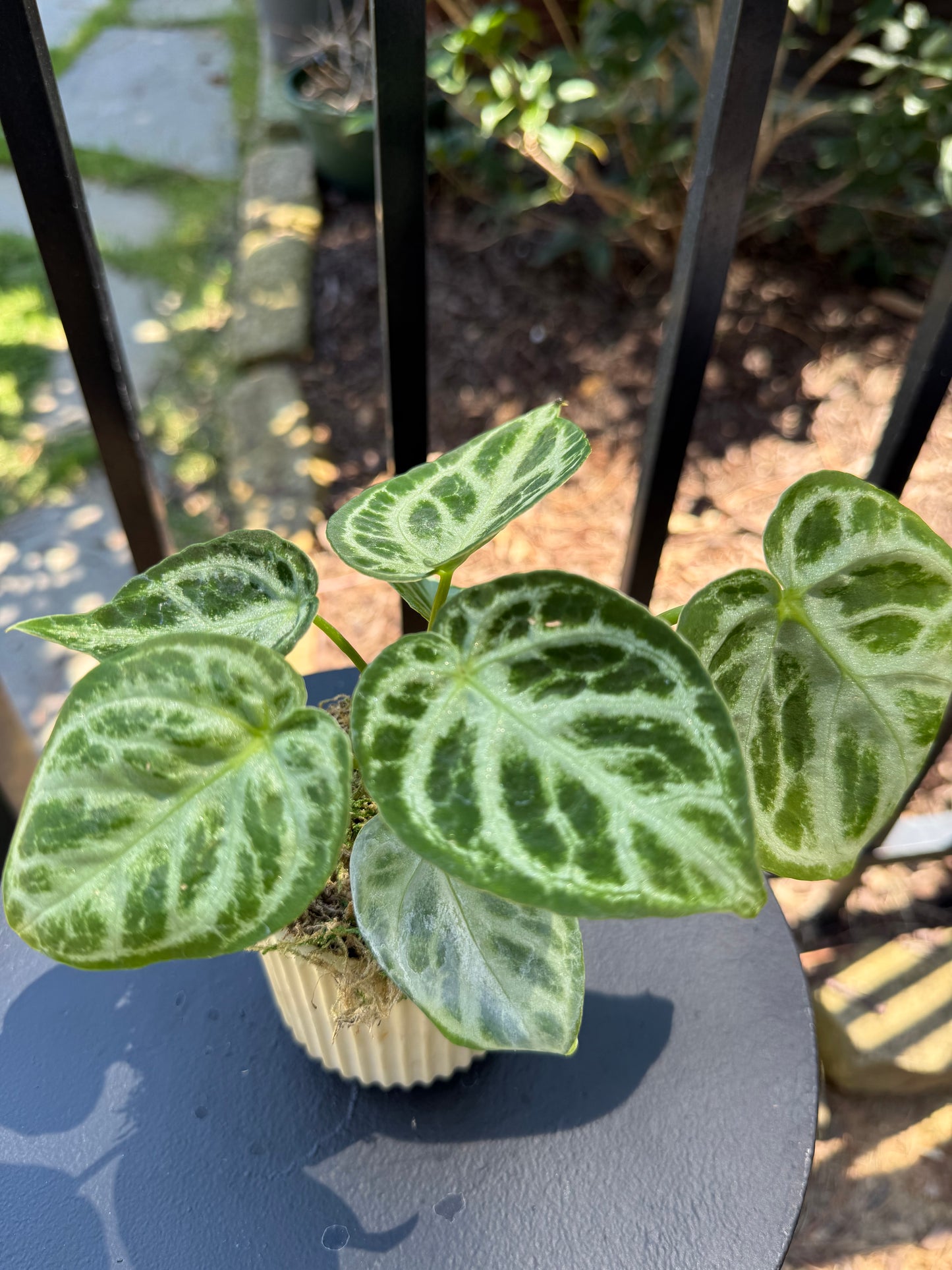 Anthurium Dorayaki X Silver Blush