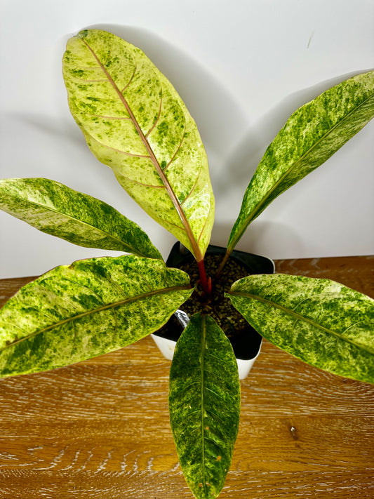 Anthurium ‘Renaissance’
