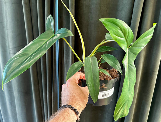 Philodendron Bette Waterbury