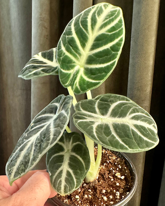 Alocasia Ninja