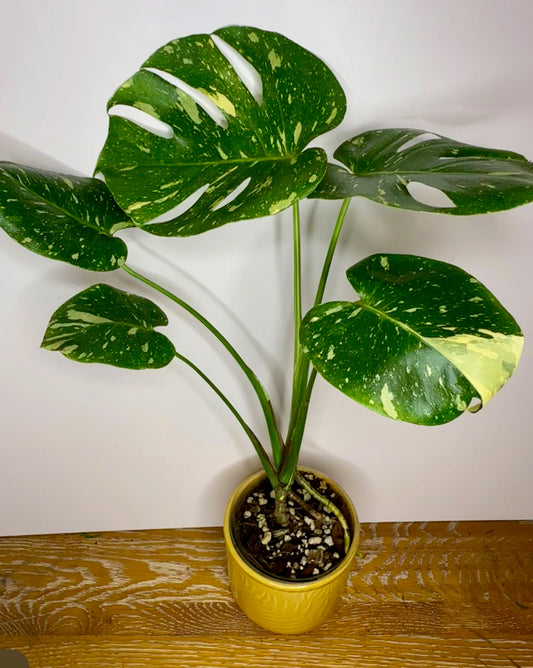 Monstera Thai Constellation
