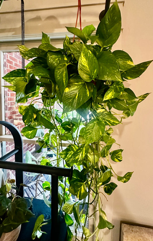 Golden Pothos Hanging Pot