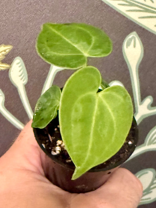Anthurium Clarinervium