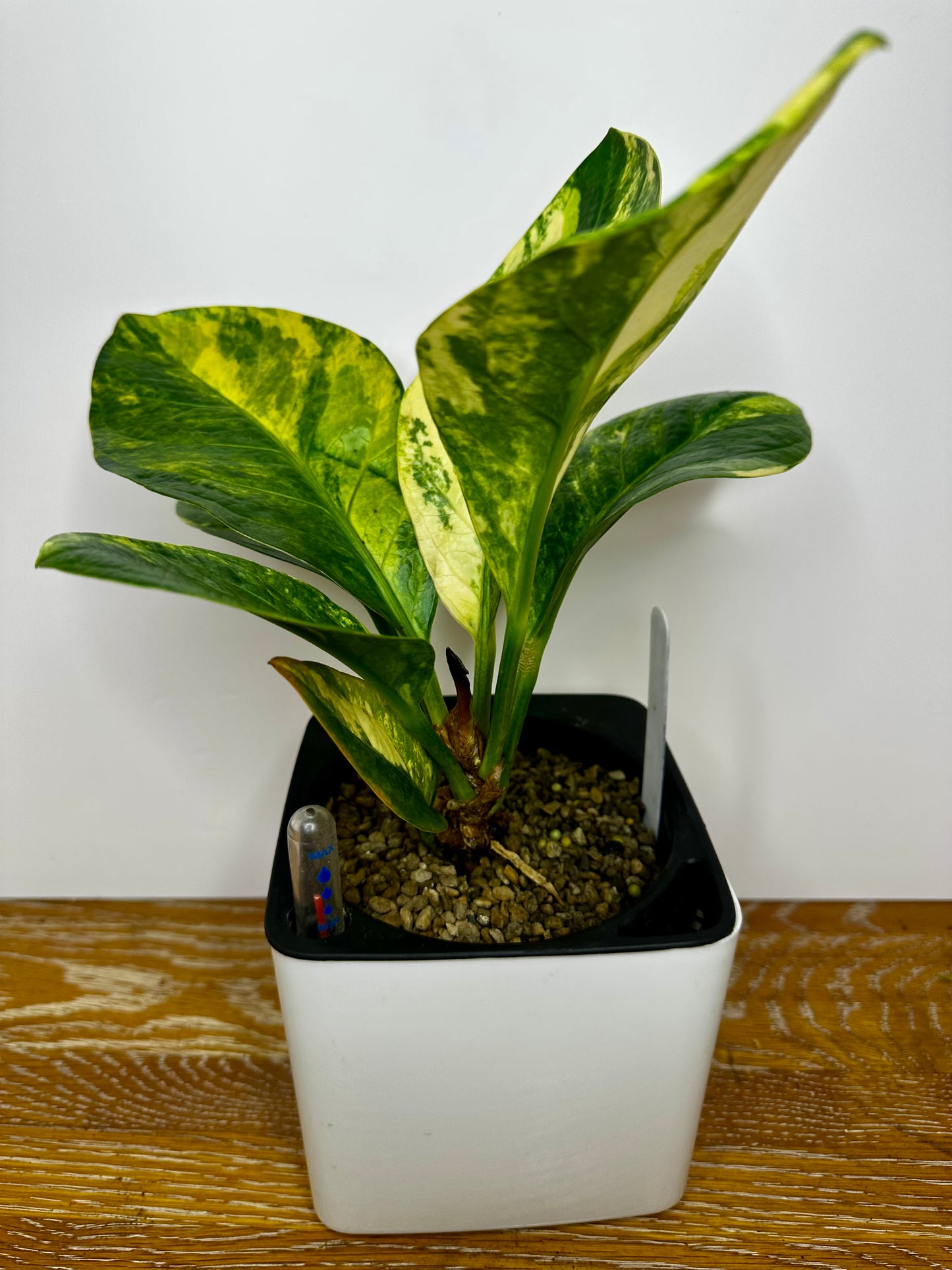 Anthurium Hookeri Aurea
