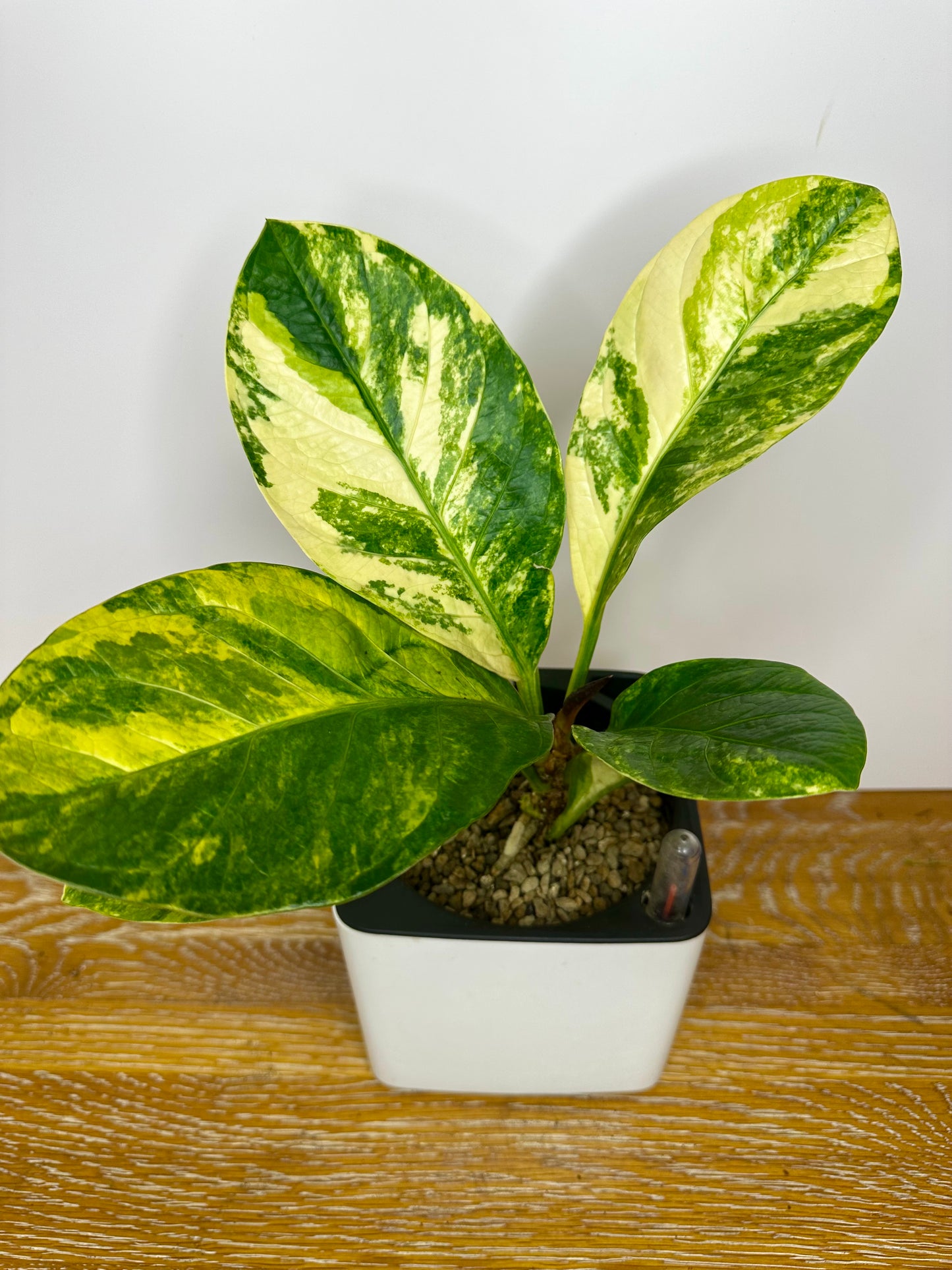 Anthurium Hookeri Aurea