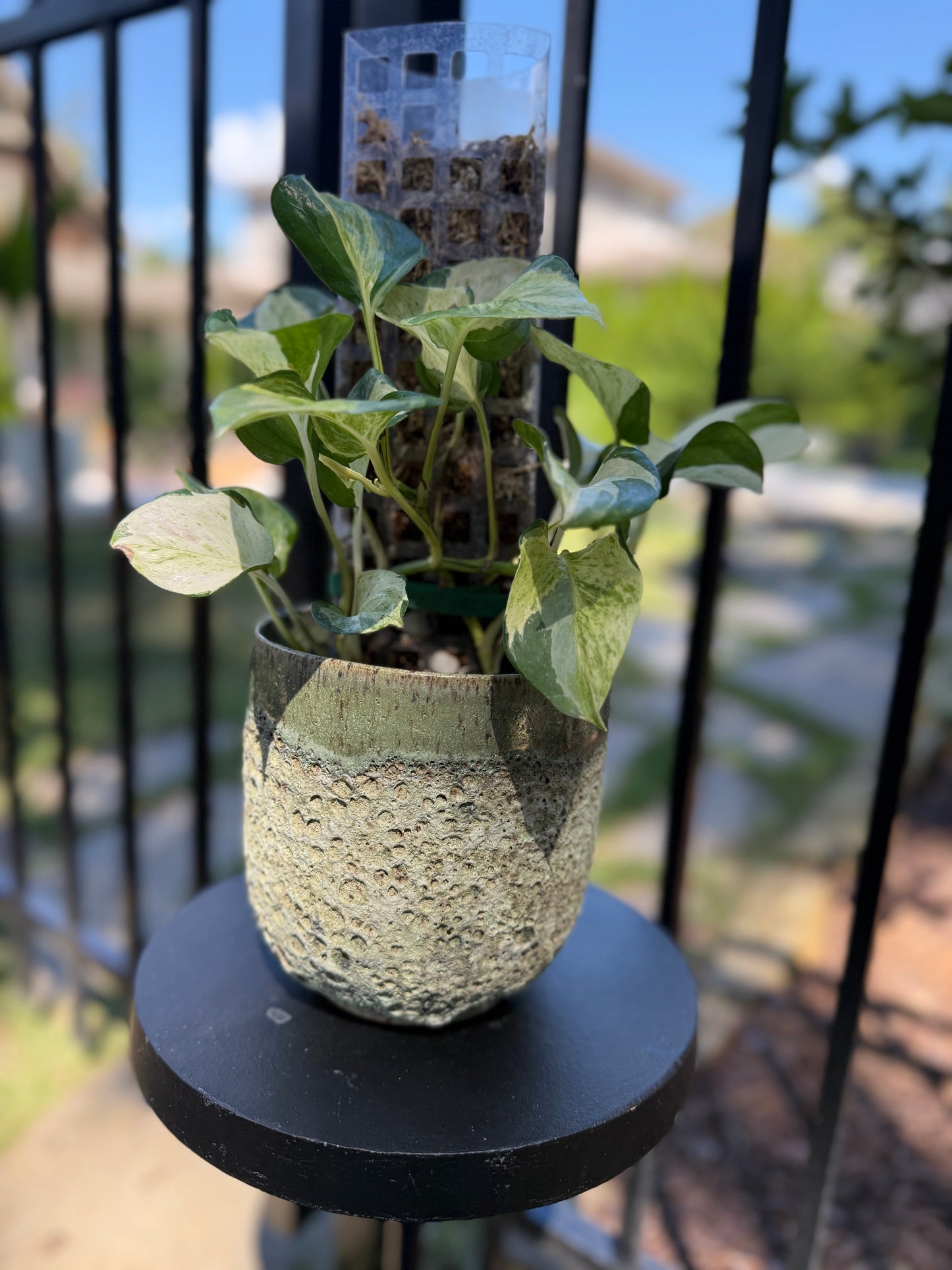 Pothos Manjula