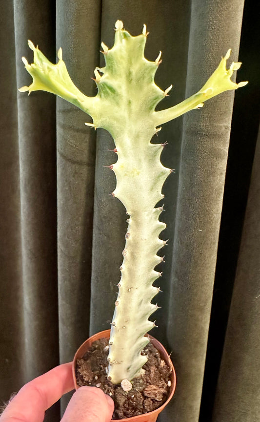 Euphorbia Lactea - Dragon Bone Cactus