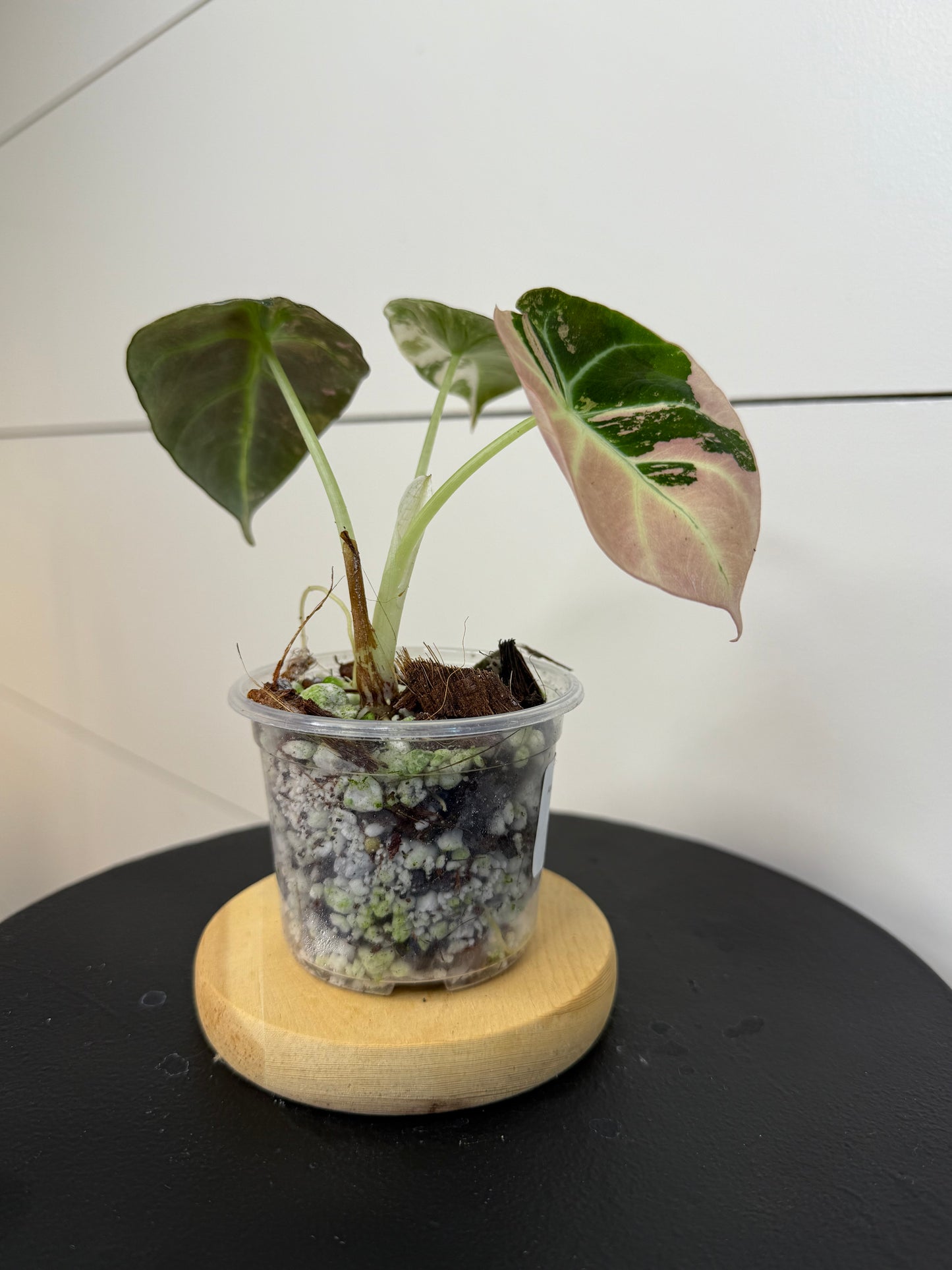 Alocasia Black Velvet Pink Variegated