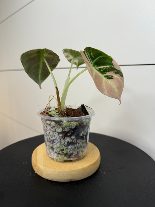 Alocasia Black Velvet Pink Variegated