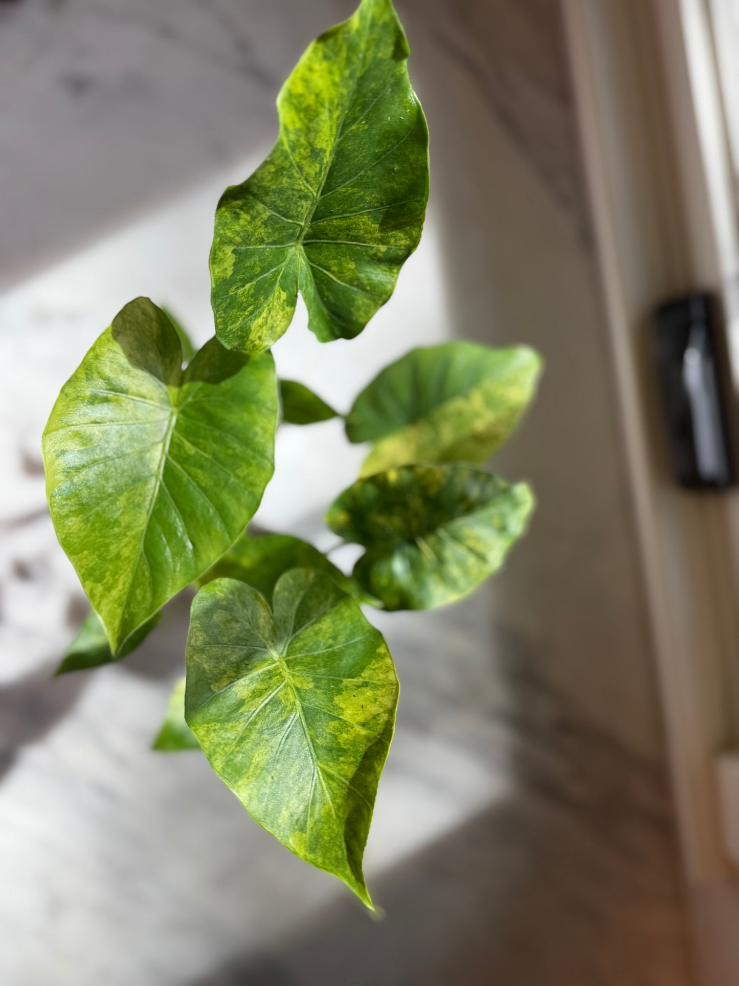 Alocasia Gageana Yellow Variegated