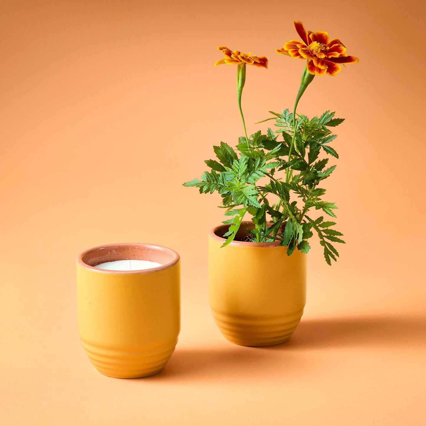 Garden Vibes Candle/Planter 2-in-1: Last Light (Cintronella) - Marigold