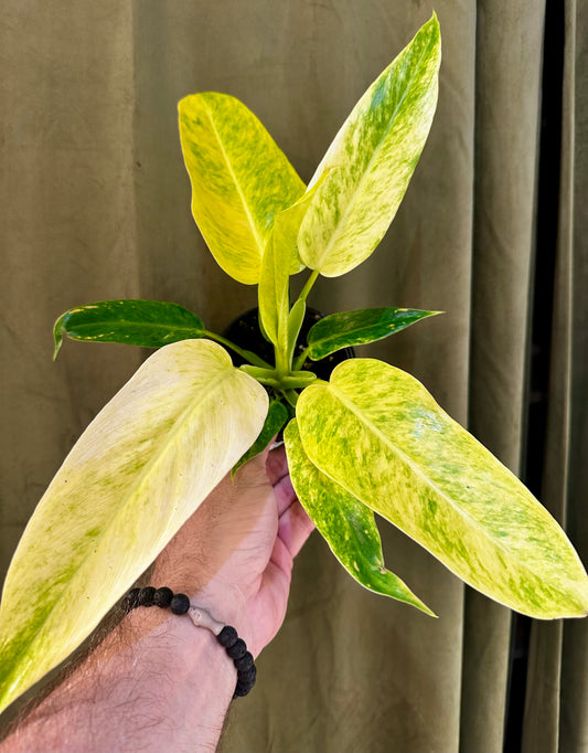 Philodendron Calkins Gold