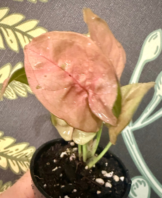 Syngonium Singo Lava