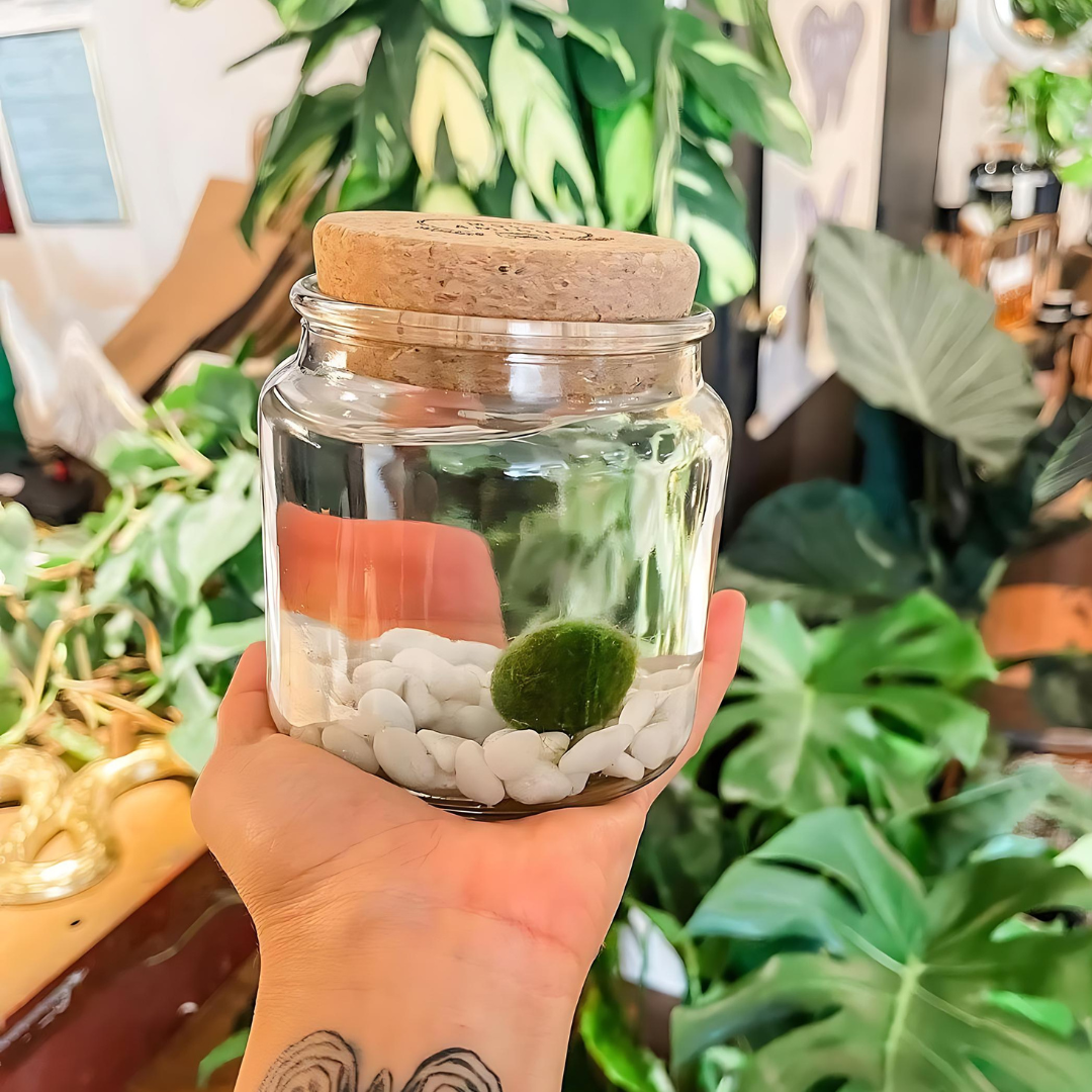 Classic Large Marimo Moss Ball Terrarium