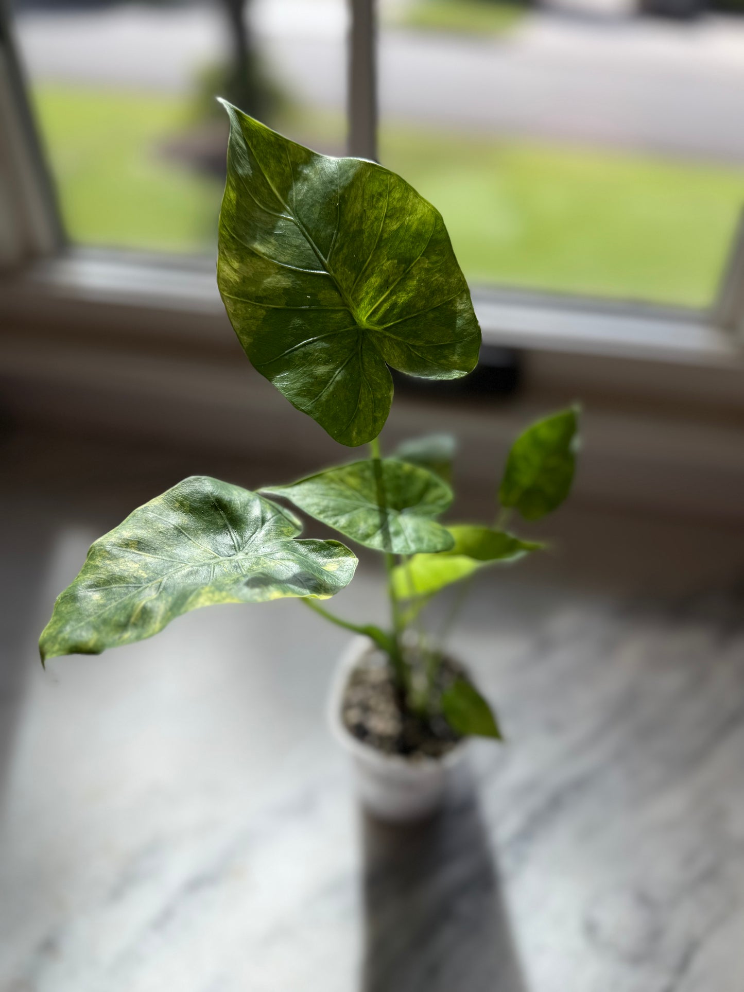 Alocasia Gageana Yellow Variegated