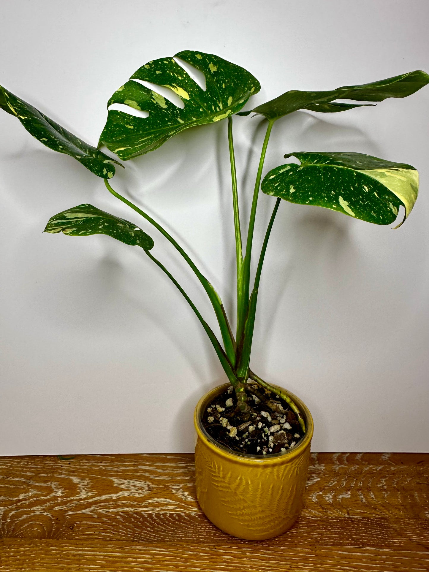 Monstera Thai Constellation