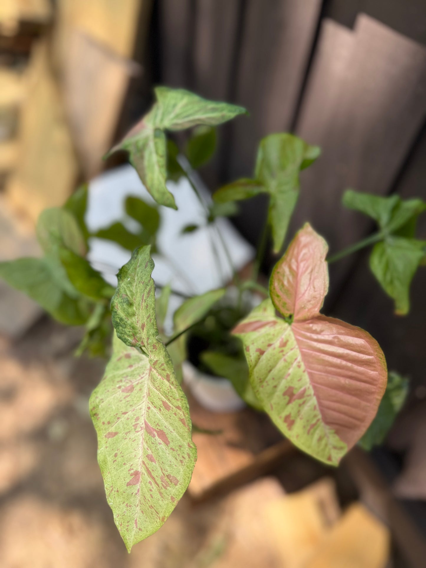 Syngonium Milk Confetti