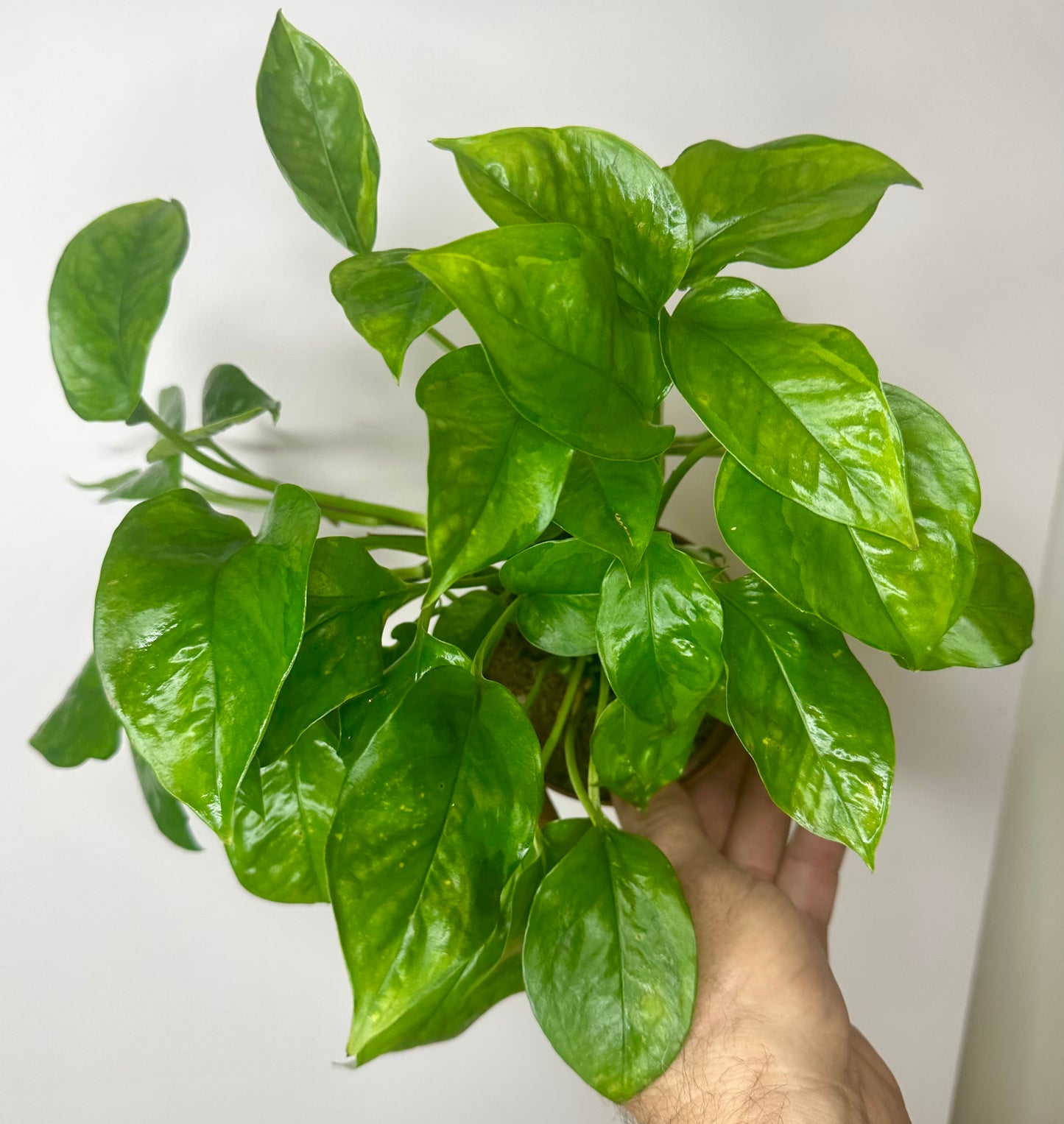 Pothos Global Green