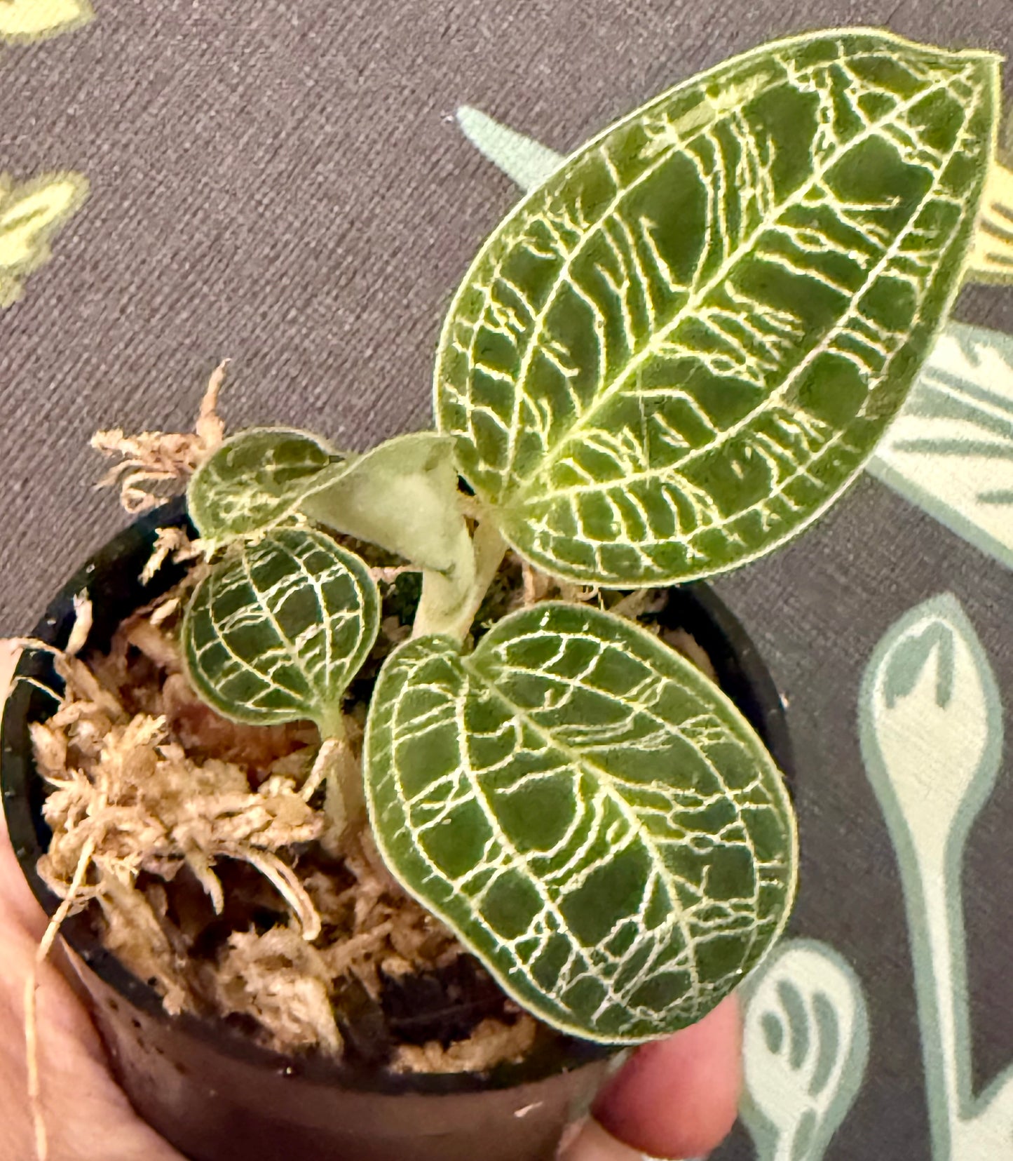 Jewel Orchid Macodes Petola