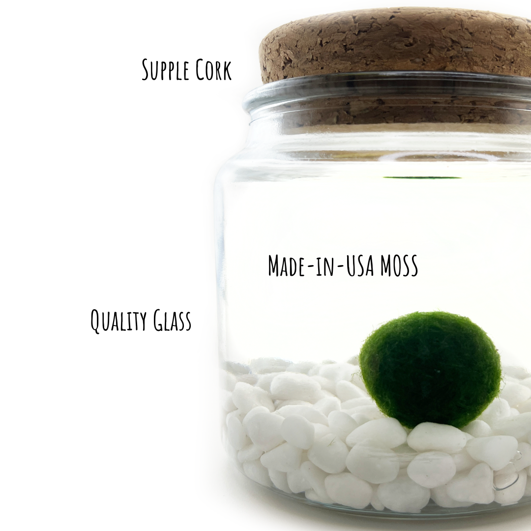 Classic Large Marimo Moss Ball Terrarium