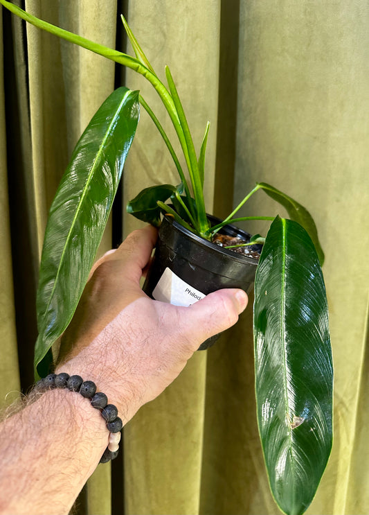 Philodendron Patriciae