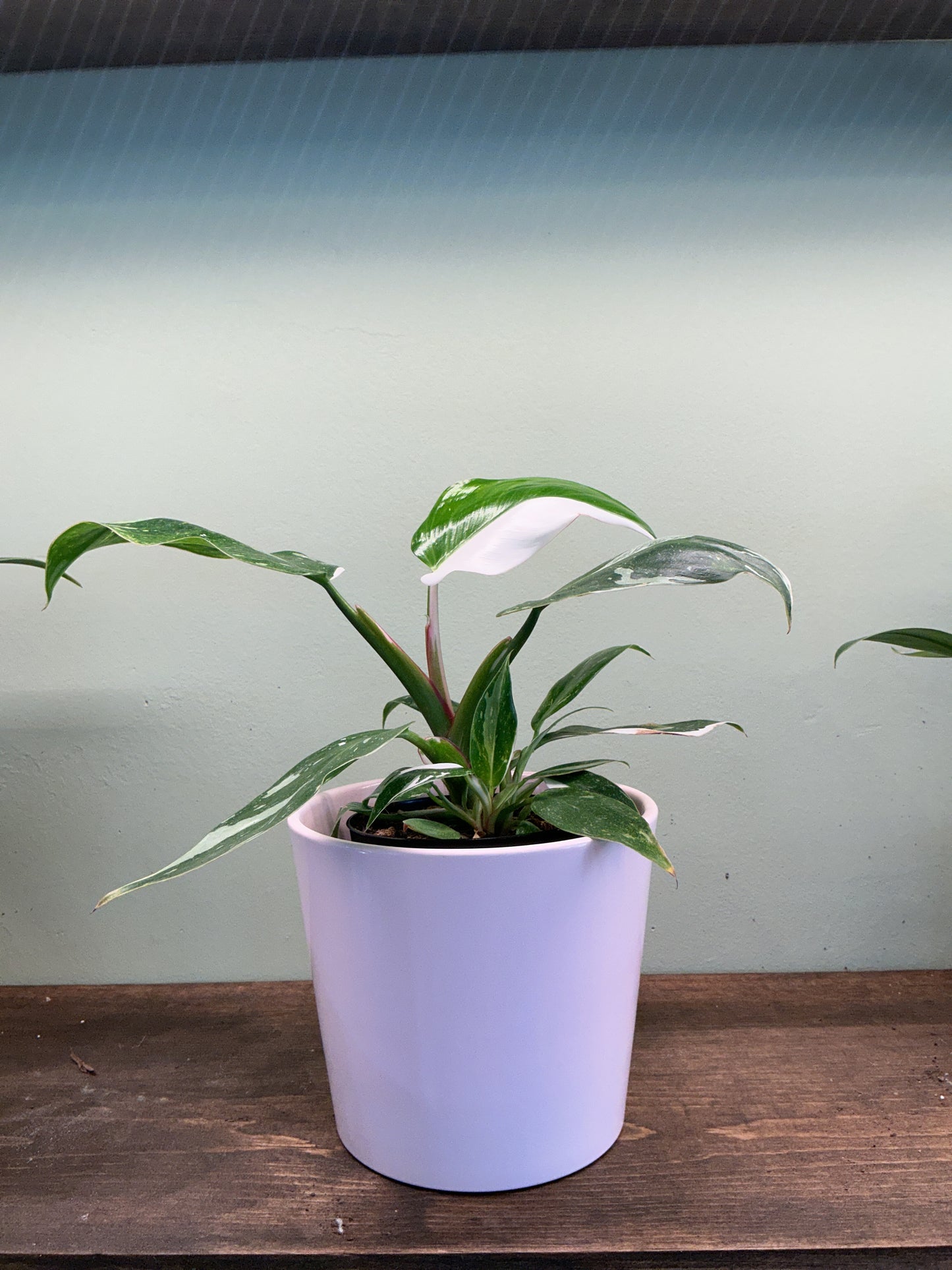 Pink Planter