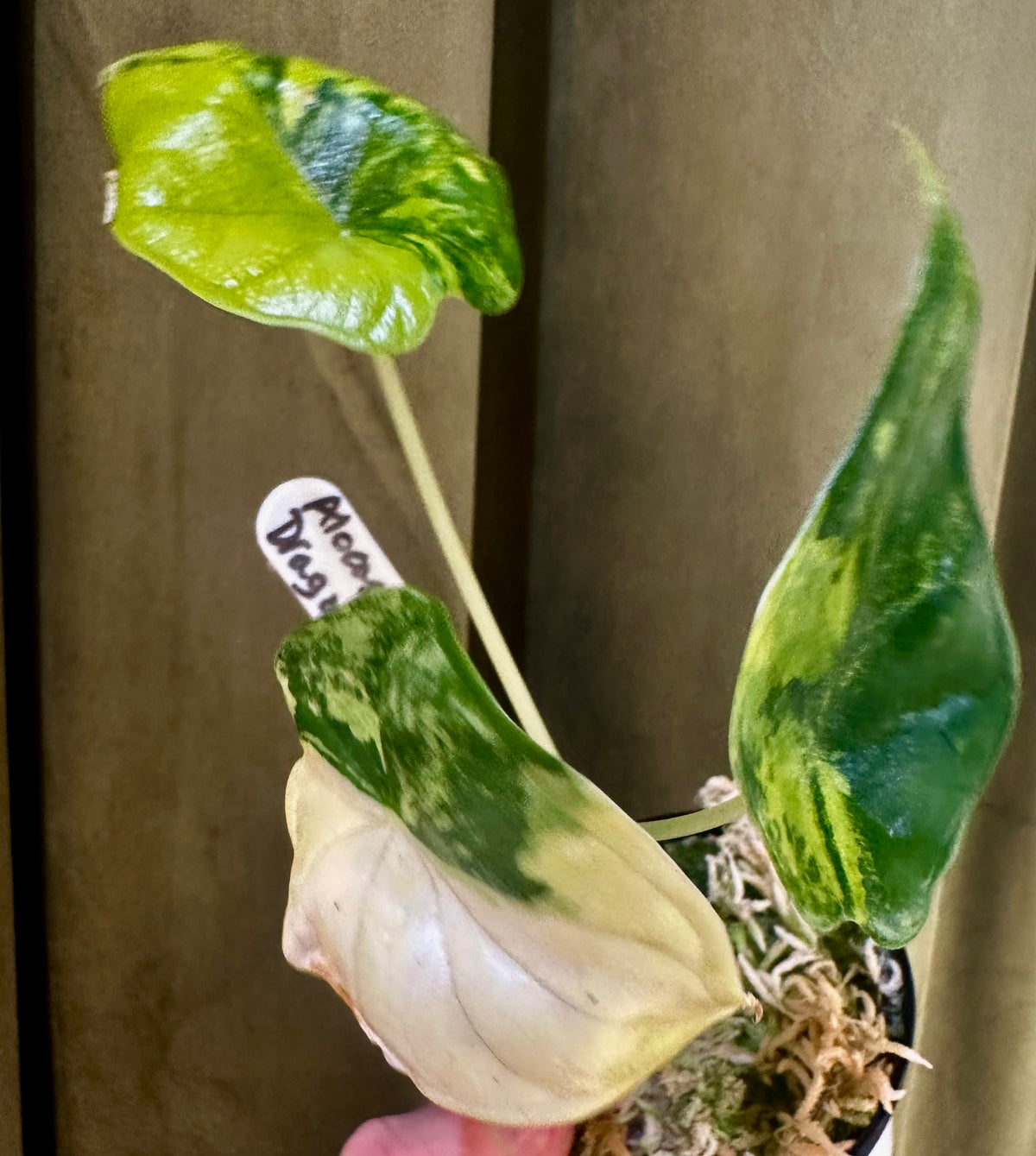 Alocasia Dragon Scale Aurea
