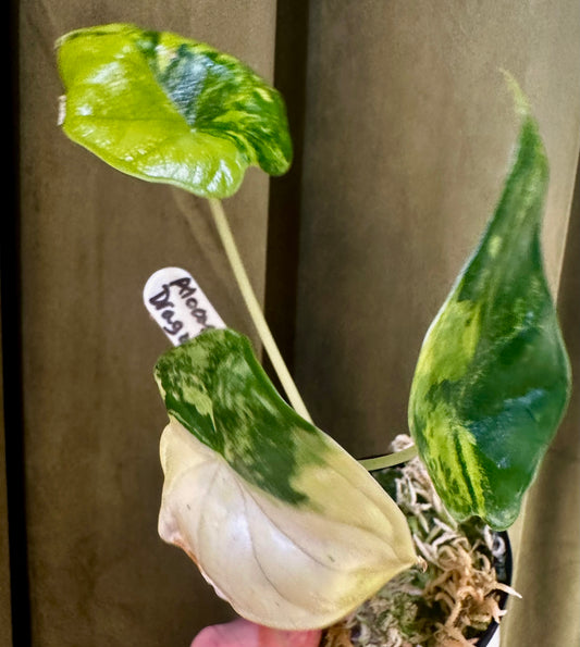 Alocasia Dragon Scale Aurea