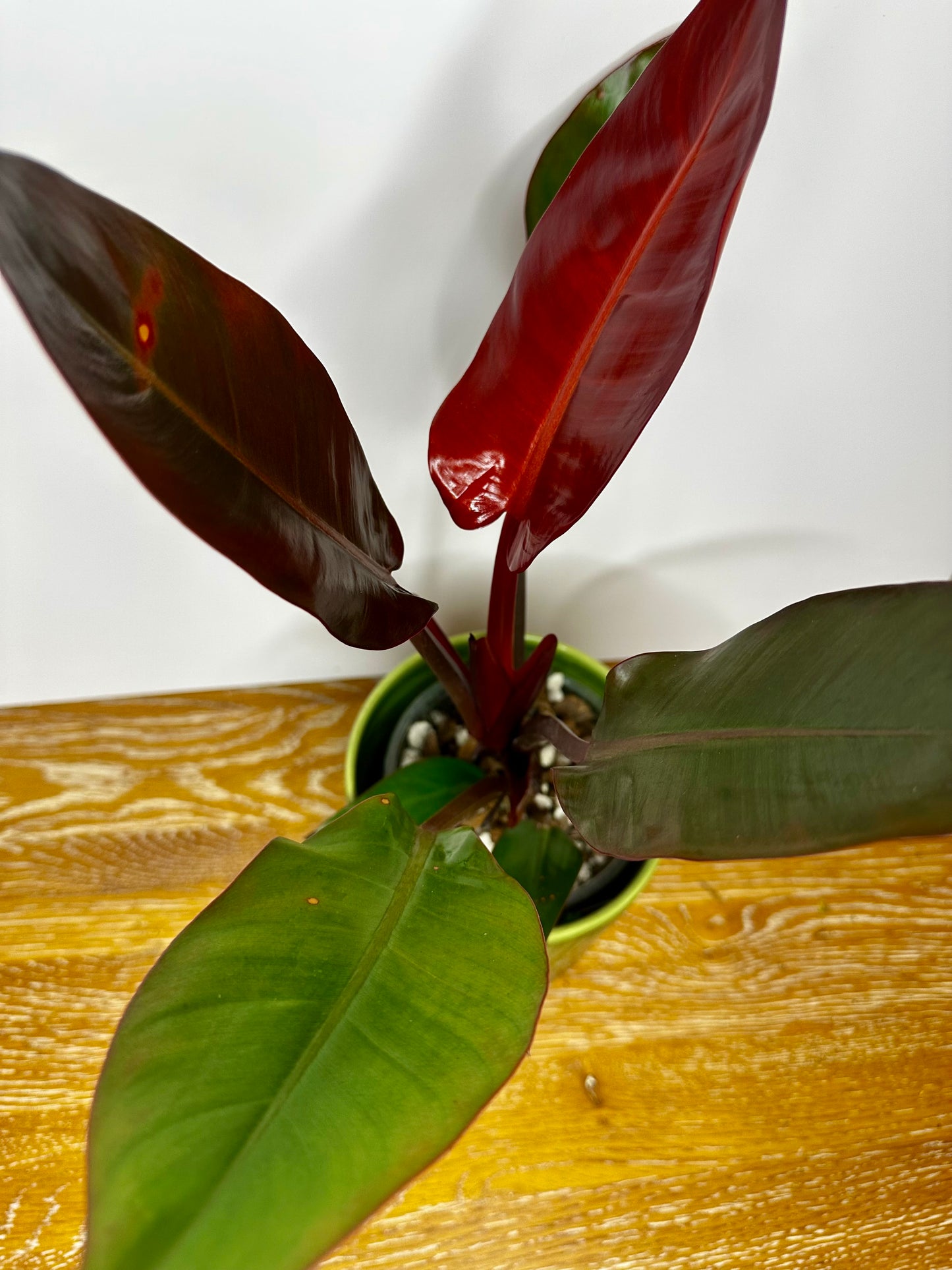Philodendron Red Sun
