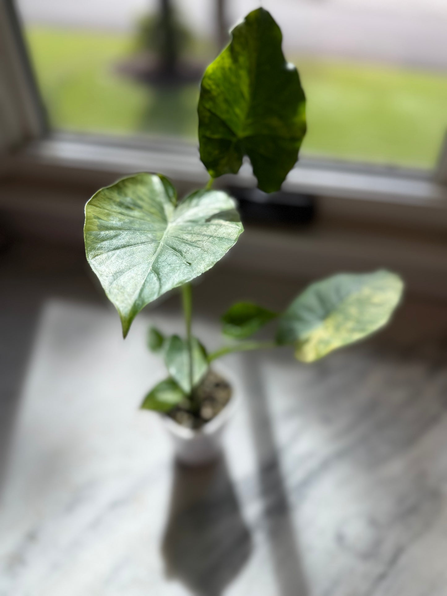 Alocasia Gageana Yellow Variegated