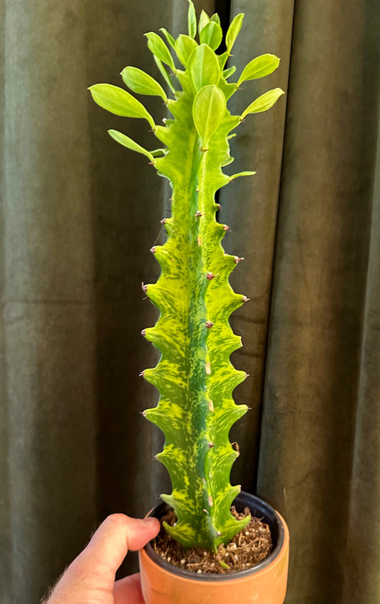 Euphorbia Ammak Variegated