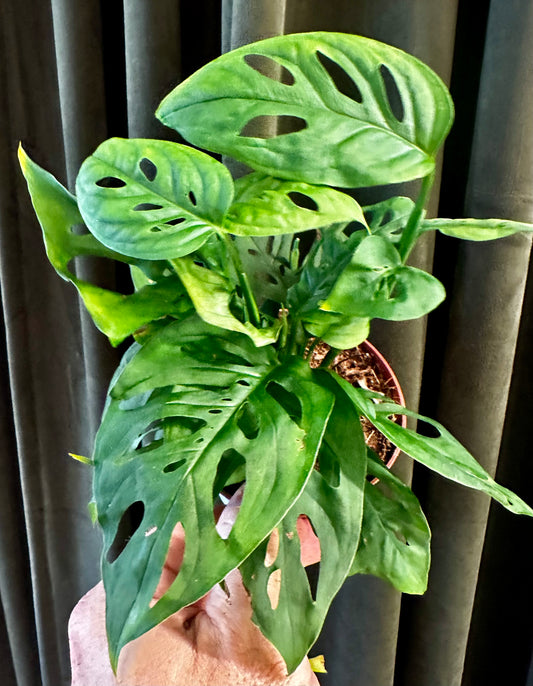 Monstera Adansonii Mexican