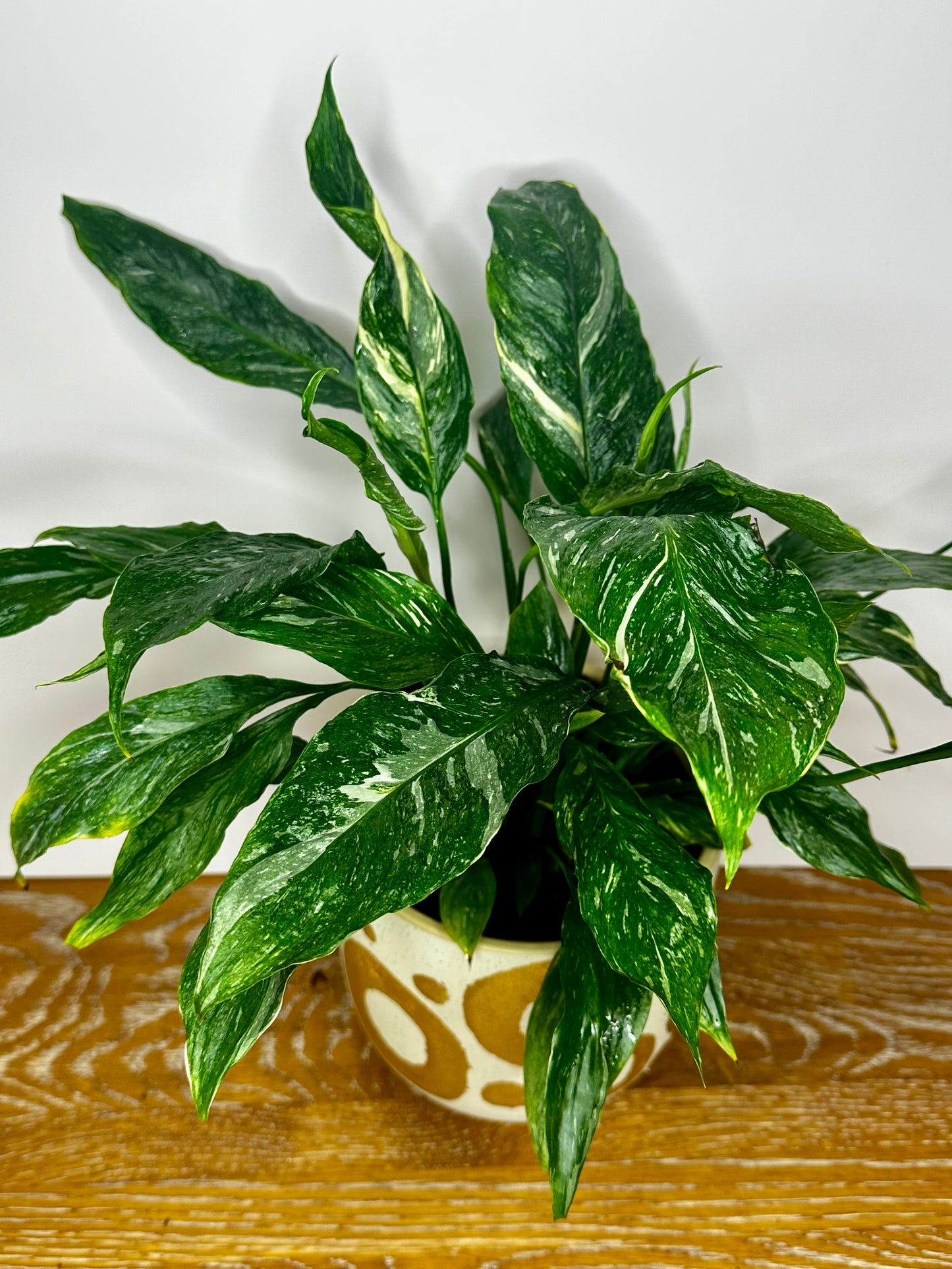 Spathiphyllum Sensation