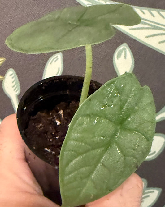 Alocasia Melo