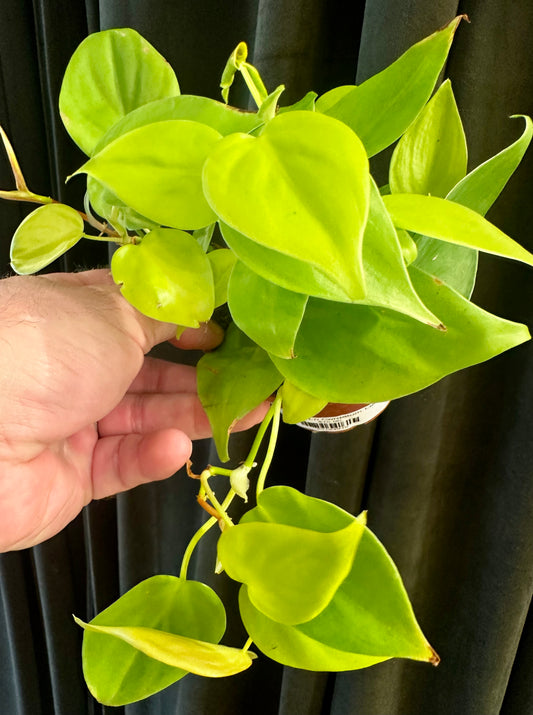 Philodendron Cordatum Lemon