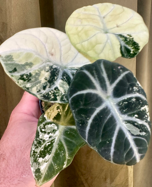 Alocasia Ninja Albo