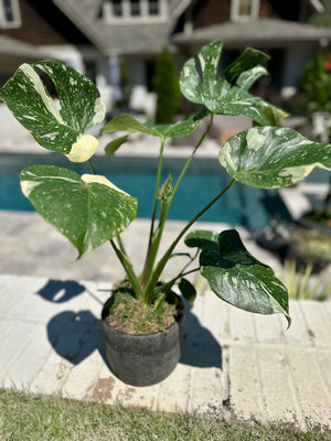 Monstera Thai Constellation