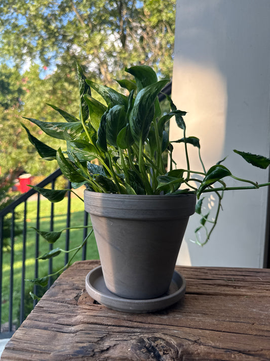 Epipremnum Shangri-la