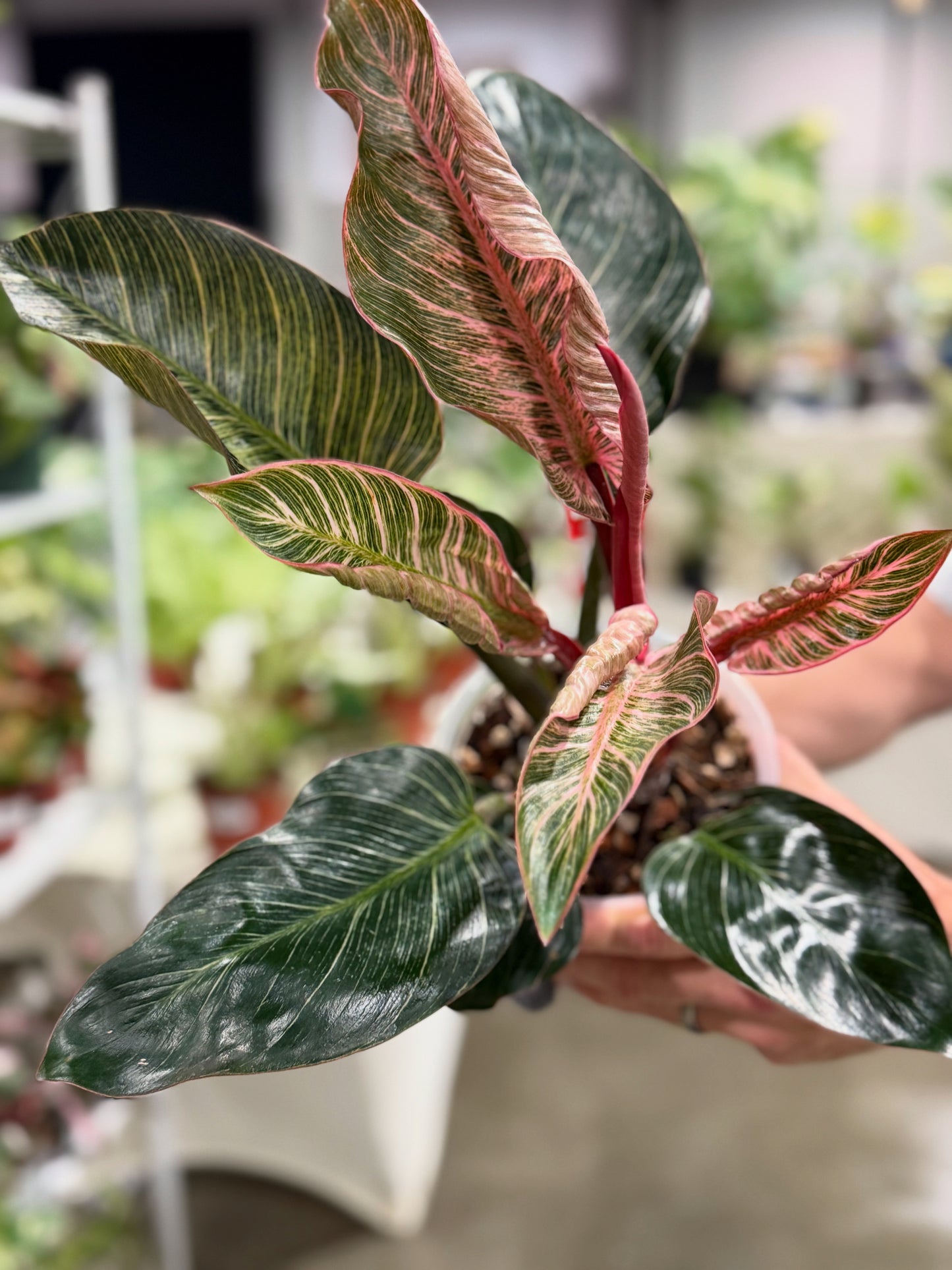 Philodendron Pink Birkin