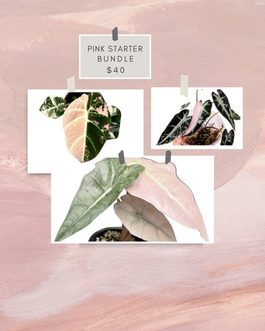 Pink Starter Bundle Tissue Culture