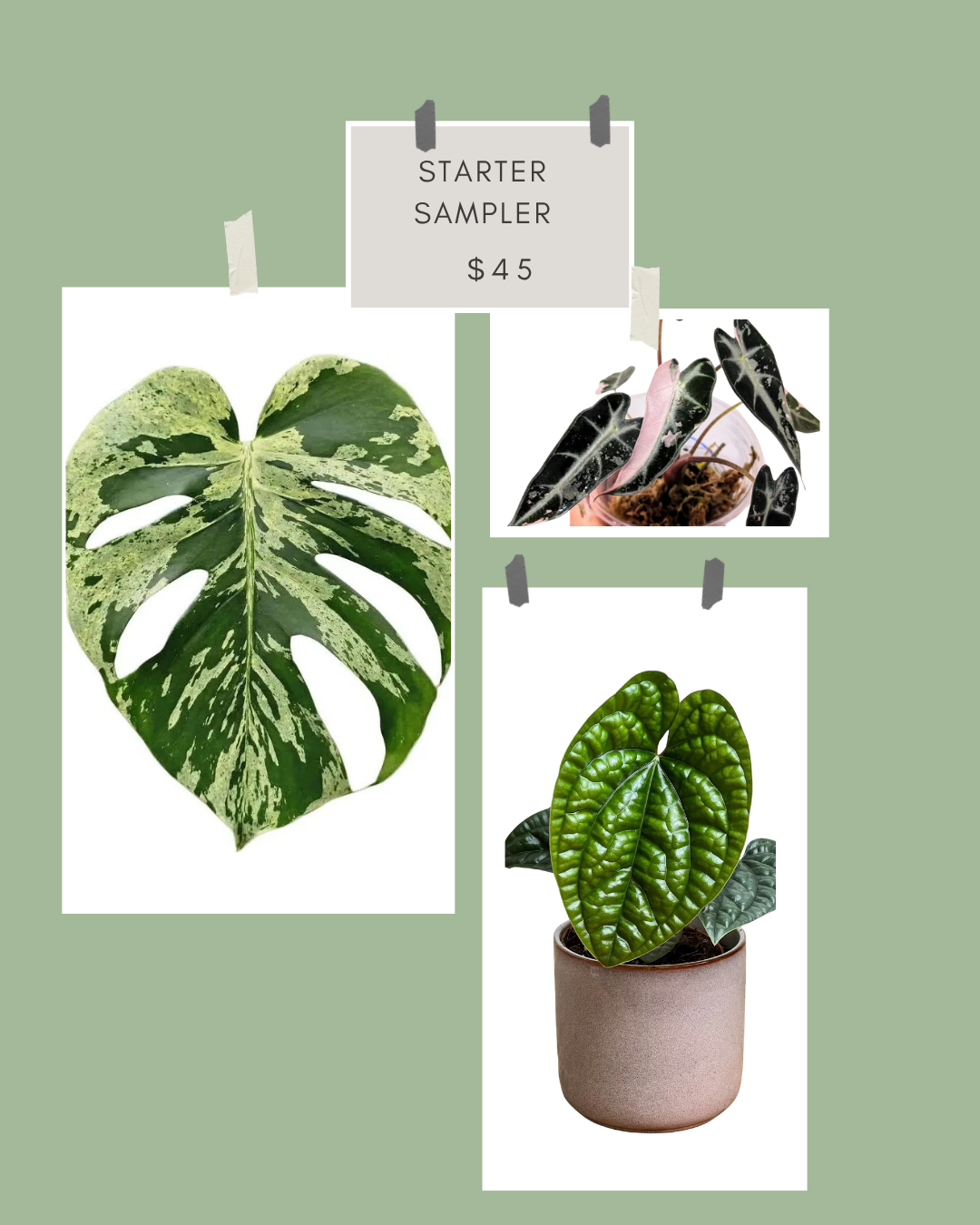 Starter Sampler Tissue Culture