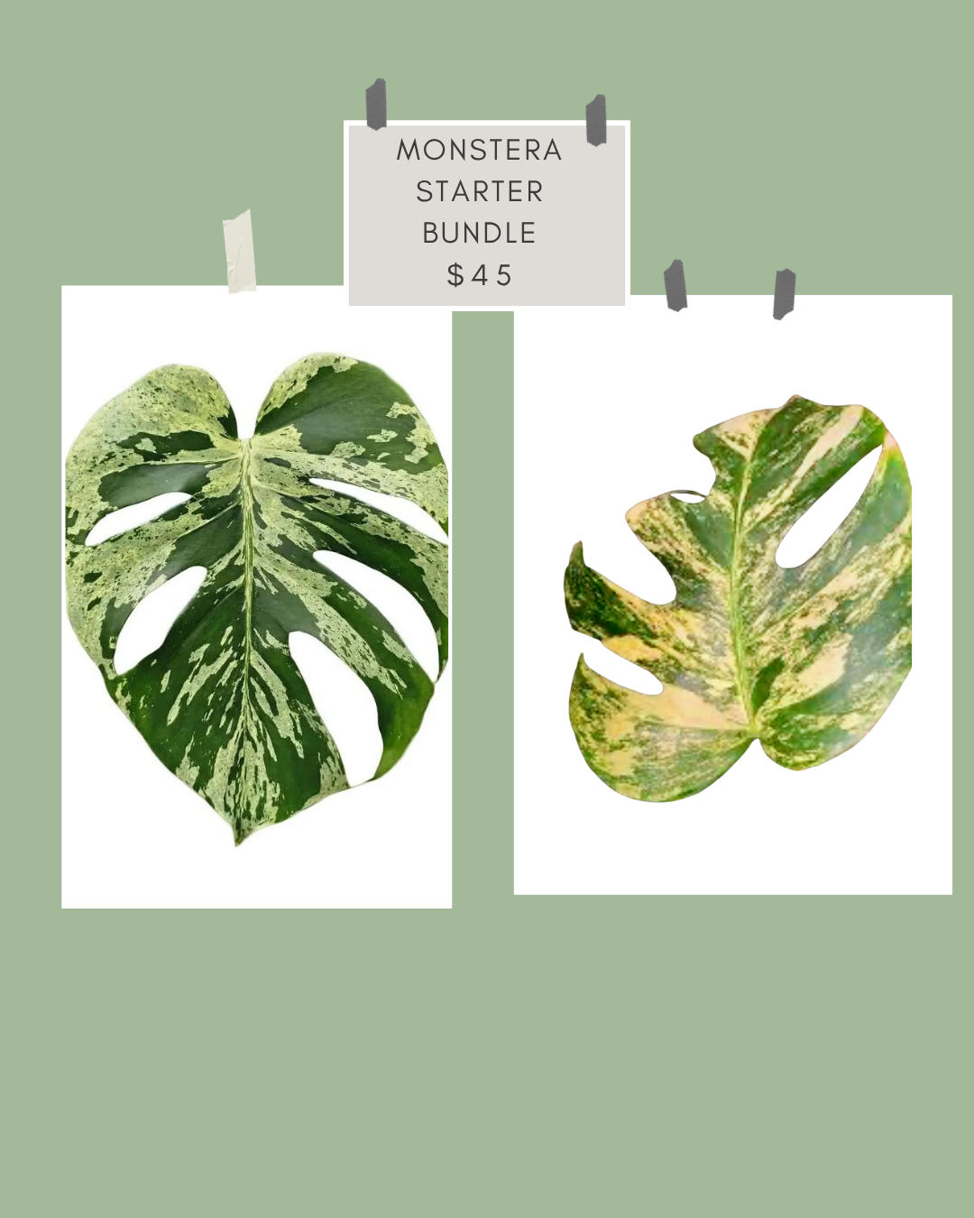Monstera Starter Bundle Tissue Culture